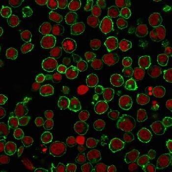 bra55|CD45/LCA (Leucocyte Marker) Monoclonal Antibody (Bra55).